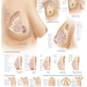 Anatomy Board Female Breast 50x70cm
