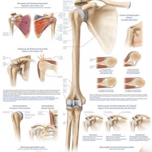 Anatomy Board Shoulder and Elbow 50x70cm