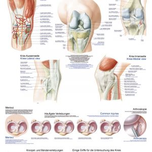 Anatomy Chart knee 50x70cm