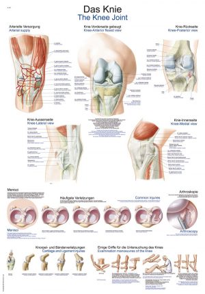 Anatomy Chart knee 50x70cm