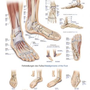 Anatomy Board Foot and Ankle 50x70cm