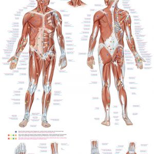 Anatomy Chart Trigger Points 50x70cm