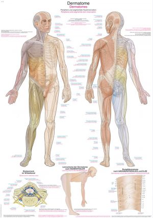 Anatomy Chart Dermatomes 50x70cm