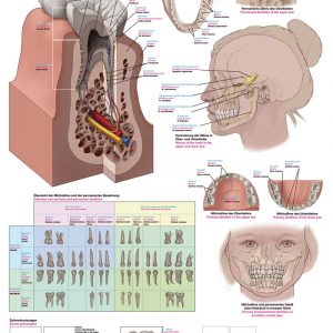 Anatomy Chart Teeth Anatomy 50x70cm