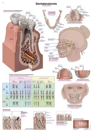 Anatomy Chart Teeth Anatomy 50x70cm