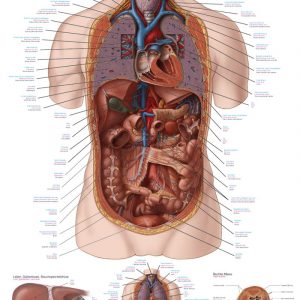 Anatomy Board Internal Organs 50x70cm