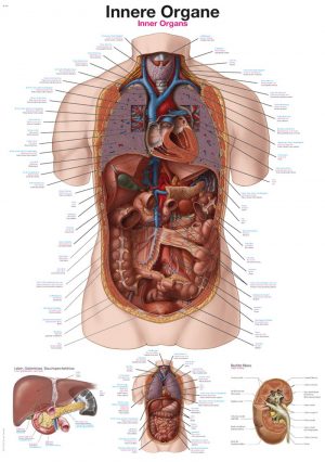 Anatomy Board Internal Organs 50x70cm