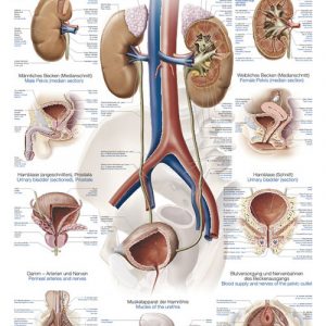 Anatomy Chart Urinary System 50x70cm
