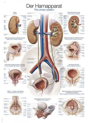 Anatomy Chart Urinary System 50x70cm