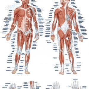 Anatomy Board Human Muscular System 50x70cm English and Latin