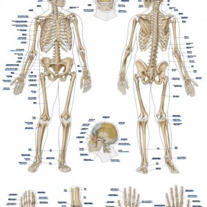 Anatomy Board Human Skeleton 50x70cm English and Latin