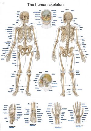 Anatomy Board Human Skeleton 50x70cm English and Latin