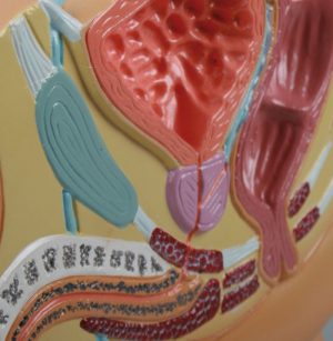 Male Pelvis Model in Cross Section Reduced 2 Times