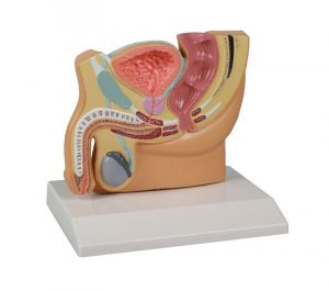 Male Pelvis Model in Cross Section Reduced 2 Times