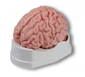 Anatomical Brain Model Life-Size 5 Parts