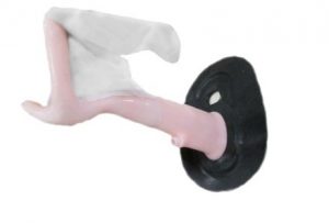 Equine Theriogenology Model - Image 3
