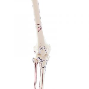 Lower Limb Model with Half Pelvis Flexible Foot and Muscle Markings