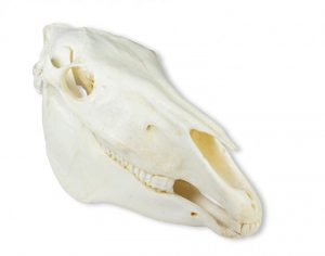 Skull Horse Equus Caballus