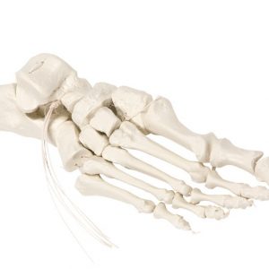 Foot Skeleton on Nylon