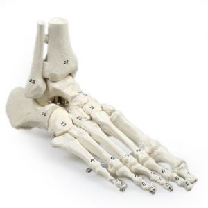 Skeleton of Foot with Tibia and Fibula Insertion Flexible and Numbered