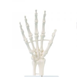 Hand Skeleton Block Model
