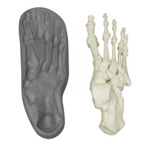 Right Foot Model with Magnetic Bones