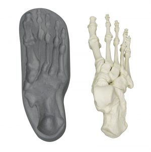 Right Foot Model with Magnetic Bones