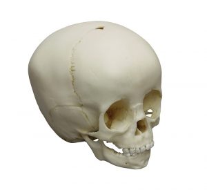 Child Skull 1 ½ Year Old