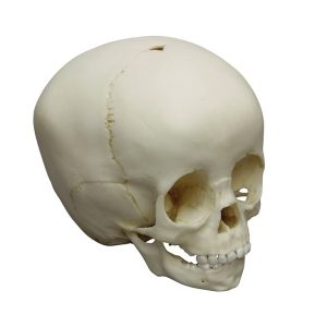Child Skull 1 ½ Year Old