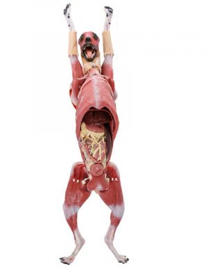 Canine Surgical Model