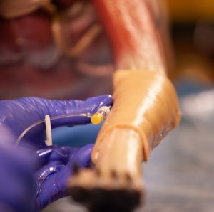 Canine Surgical Model - Image 5