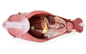 Canine Abdominal Surgical Model