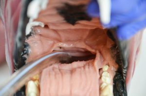 Canine Airway Trainer Basic - Image 4