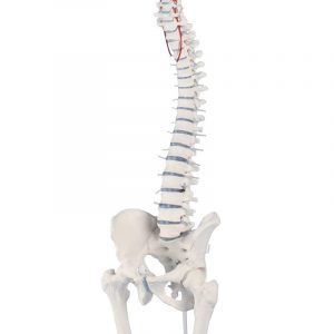 Spine with Stumps and Pelvis on a Tripod