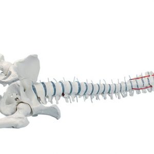 Spine with Stumps and Pelvis without a Tripod