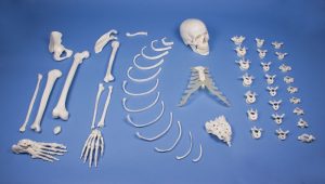Half Skeleton Unassembled Bone Collection