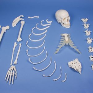 Half Skeleton Unassembled Bone Collection