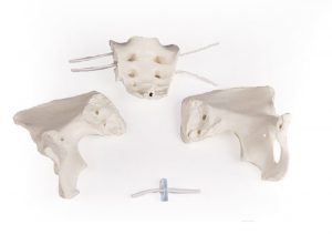 Female Pelvis Flexible - Image 2