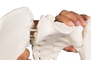 Female Pelvis Flexible - Image 4