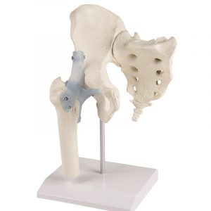 Hip Joint with Sacrum and Ligaments with Stand