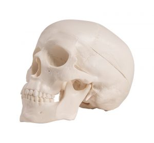 Miniature Skull 3 Parts