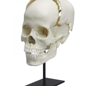 Articulated Human Medical Study Skull