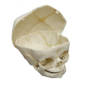 Fetal Human Skull 40 weeks with Calvarium Cut