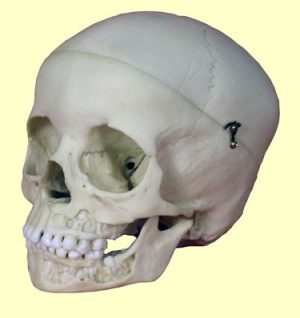 Skull 5 Year Old Open Jaw