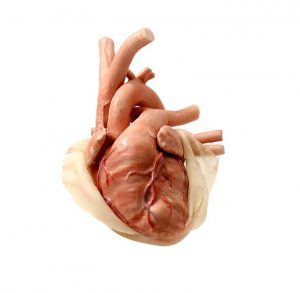 Surgical Pediatric Simulator with a Cardio Thoracic Module - Image 7