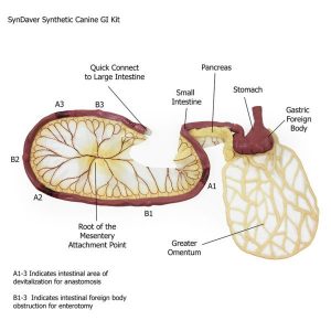 Canine GI Tract Stomach Pancreas Intestine - Image 2