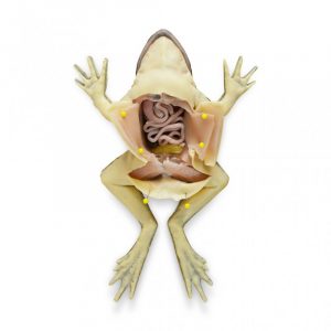 Frog Section Model - Image 2