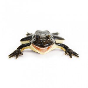 Frog Section Model - Image 3