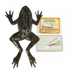 Frog Section Model
