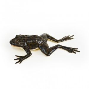 Frog Section Model - Image 4